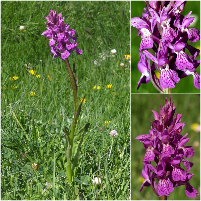 La Nigritella widderi a Pizzo di Sevo e Cima Lepri  -  luglio 2025